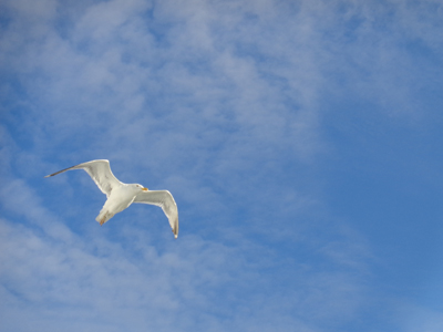 Seagull-Bay of Finland